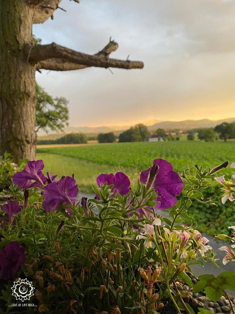 Blumen, Baum + Felder